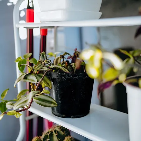 Bloom Villa&apartments アパート *