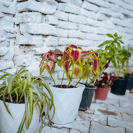 アパート Bloom Villa&apartments