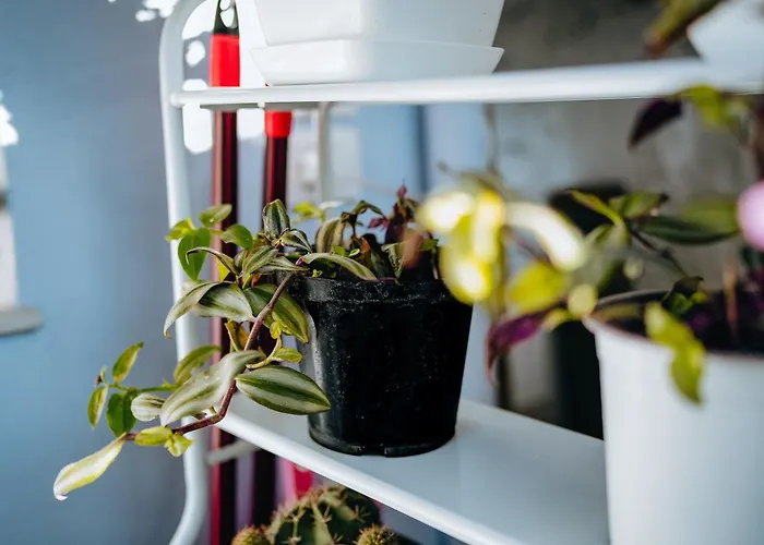 Bloom Villa&apartments 公寓 *